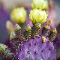 Purples Cactus with Yellow Flowers