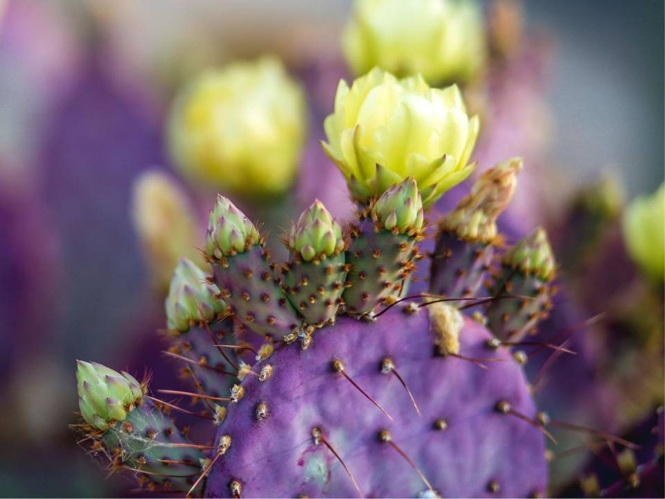 Purples Cactus with Yellow Flowers