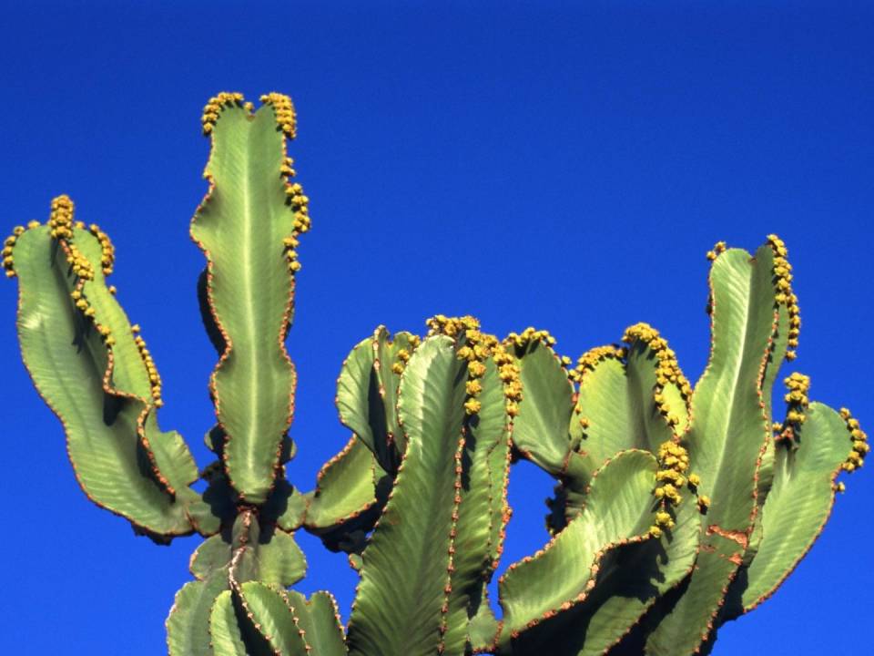 Green Cactus with Blue Sky