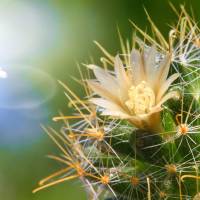cactus glowing in the sun