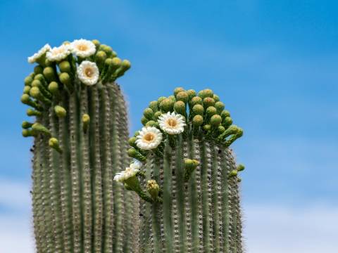 Arizona cactus in bloom