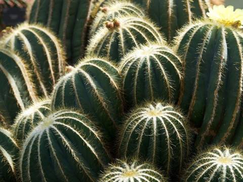 group of barrel cacti
