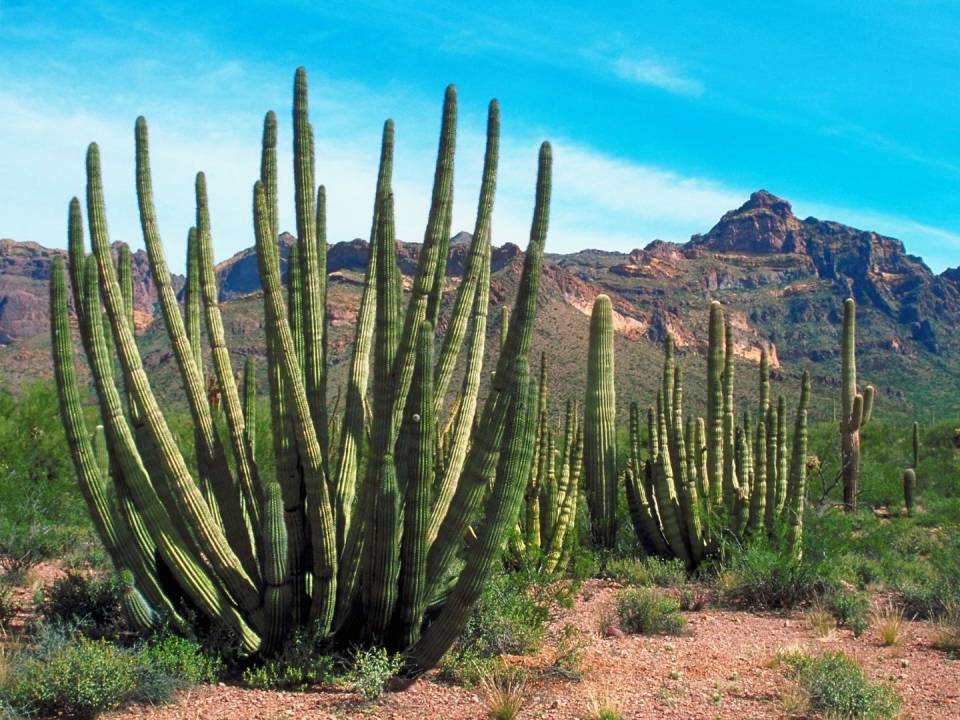 Large Cactus in Desert