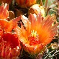 Cactus with multiple orange flowers