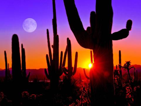 Saguaro Cactus at Sunset
