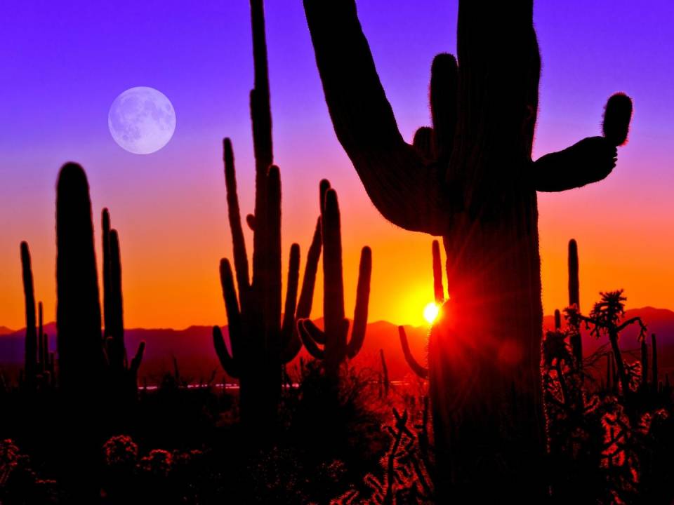 Saguaro Cactus at Sunset