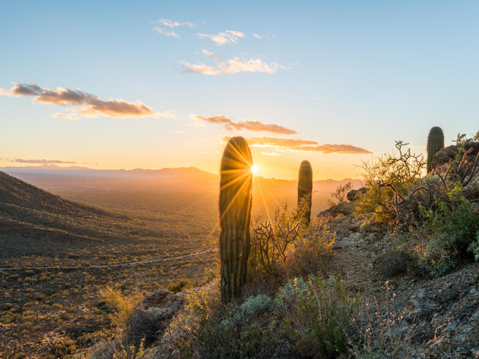 Desert Scene in Tucson of saguaros with sun setting behind mountains
