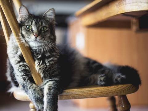Image of a gray cat on a chair