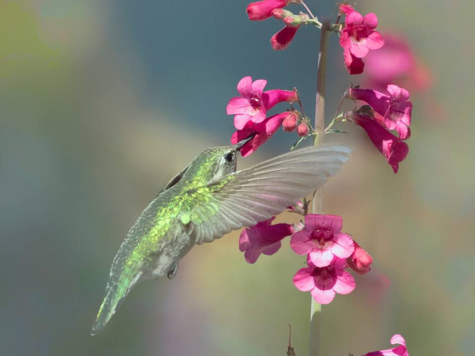 Hummingbird with Penstemon
