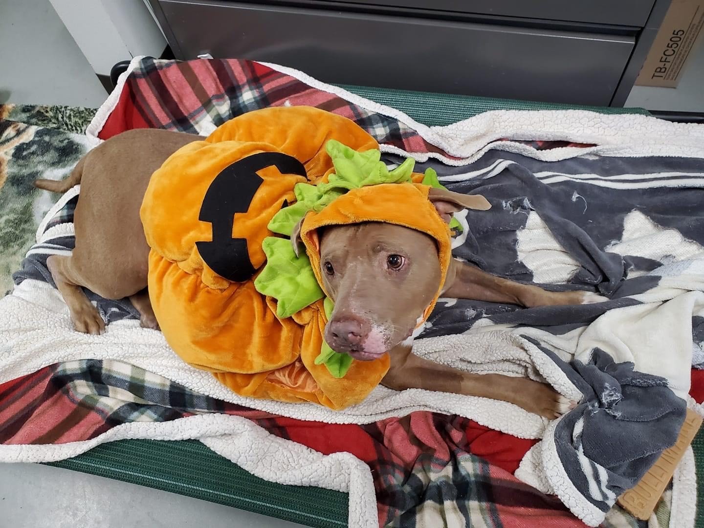 Gray dog wearing a pumpkin costume laying down on blankets
