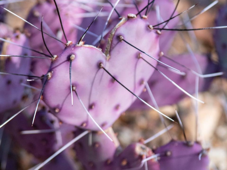Purple Heart Cactus